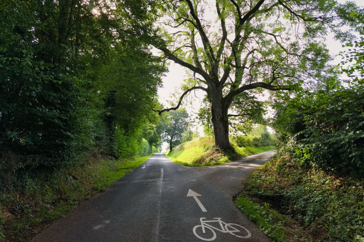 A rural road forking into two separate paths under a tree, representing how AI Mode and AI Overviews diverge toward similar conclusions